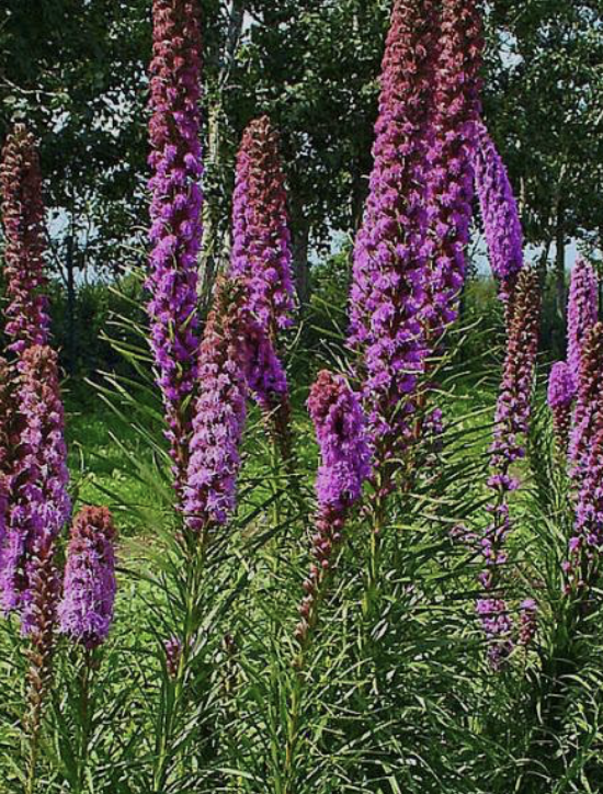 What We Grow — Garland's Garden